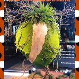 JNBY共生温室创意展，体验超现实空间