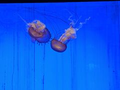 -上海海洋水族馆