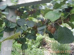 -陕西省红河谷森林公园