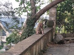 -上海佘山国家森林公园西佘山园