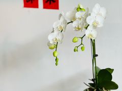 -点绛唇(鼓楼店)