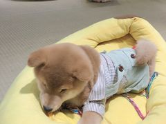 -逗柴咖啡屋·狗咖猫咖宠物桌游
