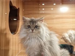 -猫十亿·布偶金渐层·曼基康矮脚猫舍(青年路店)
