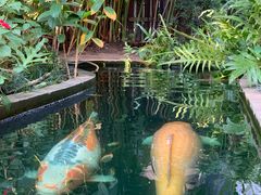 -Fern Forest Cafe