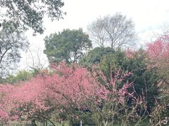 -南山植物园