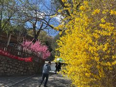 -北京鹫峰国家森林公园