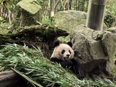 -都江堰中华大熊猫苑