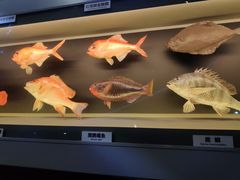 -贝林大翅鲸简餐厅(国家海洋博物馆店)