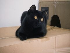 -贝来恩24H动物医院·转诊中心(稻香路店)