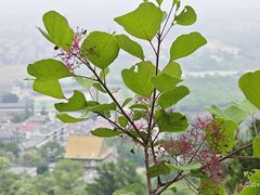 -北京西山国家森林公园