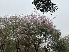 -海珠湖公园