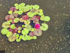 -莲花池公园