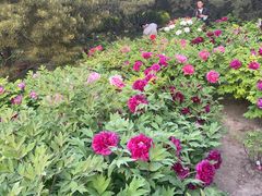 -莲花池公园