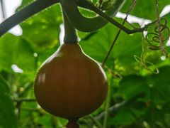 -万源龙顺度假庄园生态观光园