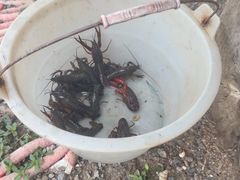 -同銮特种养殖场·龙虾垂钓