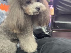 -FAELING PETS美天灵宠物(富力广场店)