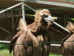 -西霞口神雕山野生动物世界