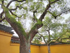 -西园戒幢律寺