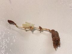 -庆丰包子铺(大屯路店)