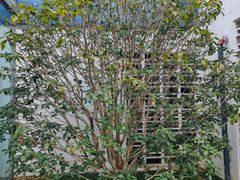 -青果巷历史文化街区