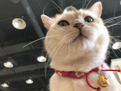 -藏猫猫咖啡主题馆(中央大道店)