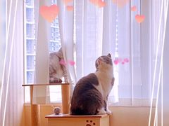 -猫音日语留学培训