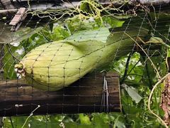 -马陆小张葡萄园农家乐