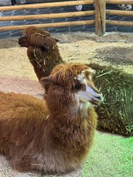 -Zoolung Zoolung动物主题公园(海信广场店)