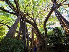 -瑞丽独树成林风景区