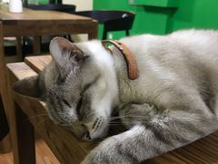 -李小姐の猫咖啡馆(五角场店)