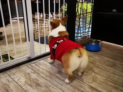 -百好乐宠物友好餐厅(朝外大街店)