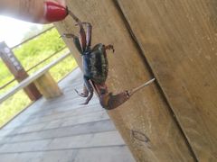 -北海金海湾红树林生态旅游区