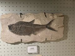 -辽宁古生物博物馆