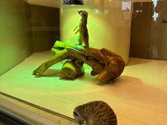 -FAIRYLAND龙族星球主题餐厅(凯丹广场店)