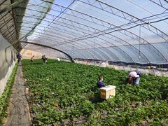 -大自然农场蔬菜草莓采摘园