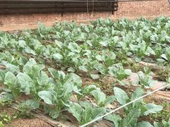 -万源龙顺度假庄园生态观光园