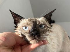 -老吴的猫·猫舍(新区店)
