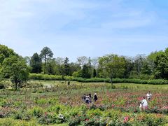 -宜兴龙背山森林公园