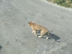 -大连森林动物园