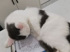 -喵园·猫主题咖啡厅·撸猫·猫咖(国贸店)