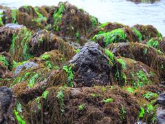 -龙头岩(Dragon Head Rock)