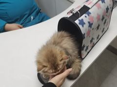-中农国际动物医院24小时·猫科·骨科·急重症中心