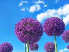 -花开海上生态园