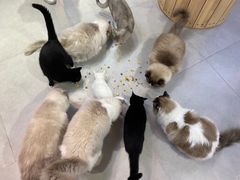 -Heymao猫咖.咖啡厅(东门店)