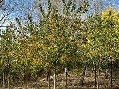 -红山国家森林公园