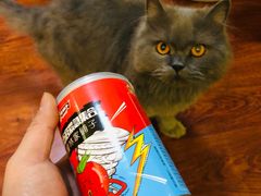 -宠爱国际动物医院· 猫科· 外科·中兽医(长白店)