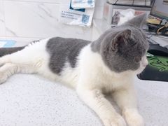 -萌兽医馆·宠物医院·猫骨科(创景店)