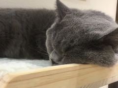 -逗柴咖啡屋·狗咖猫咖宠物桌游