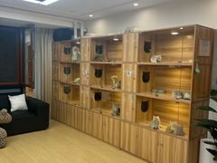 -猫十亿·布偶金渐层·曼基康矮脚猫舍(青年路店)