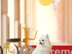 -超宠爱宠物摄影-Super pet